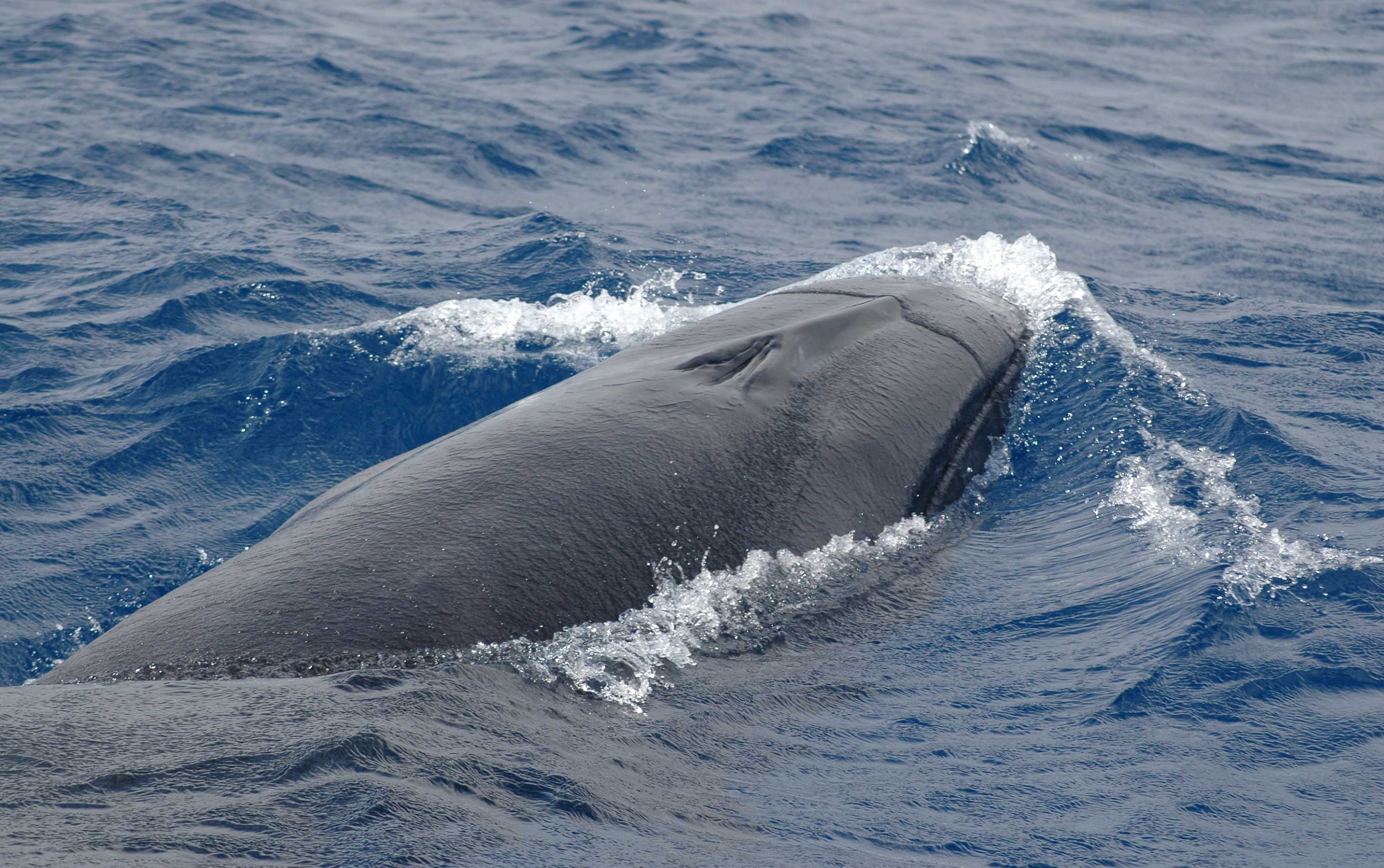 Azores Whale Lab