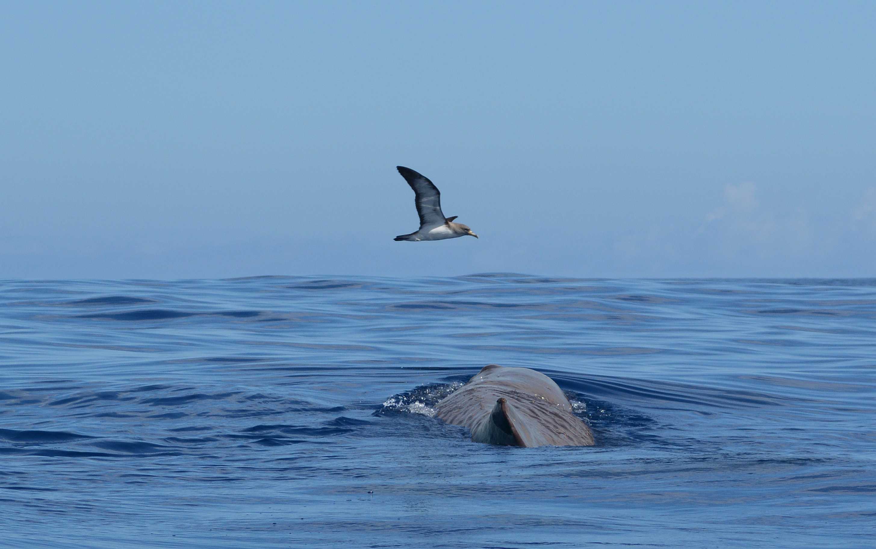 Azores Whale Lab - Cetacean Ecology Group