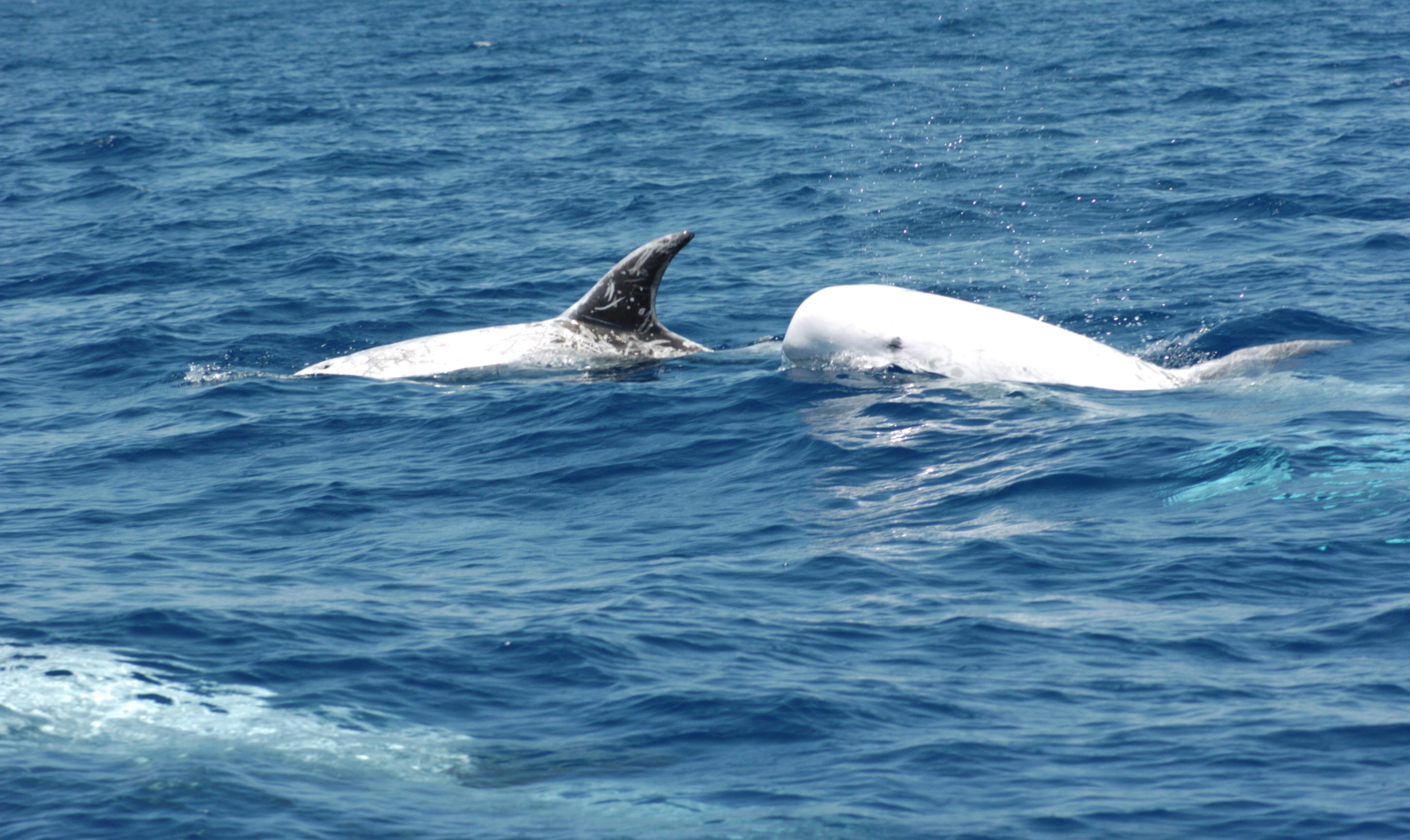 Azores Whale Lab - Cetacean Ecology Group